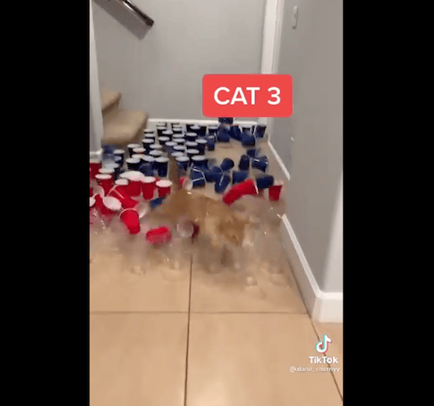 4.12.24 FF What Made Me Laugh